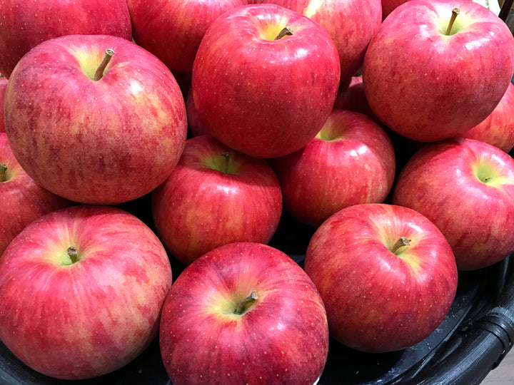 Fuji Apple Tree - 15 Gallon