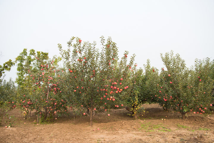 Fuji Apple Tree - 15 Gallon