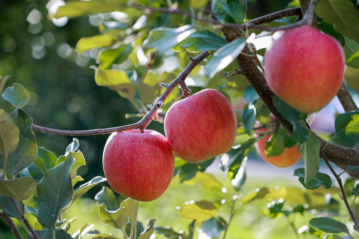 Gala Apple Tree