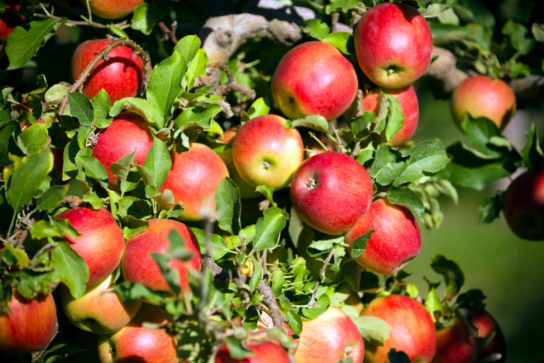 Gala Apple Tree