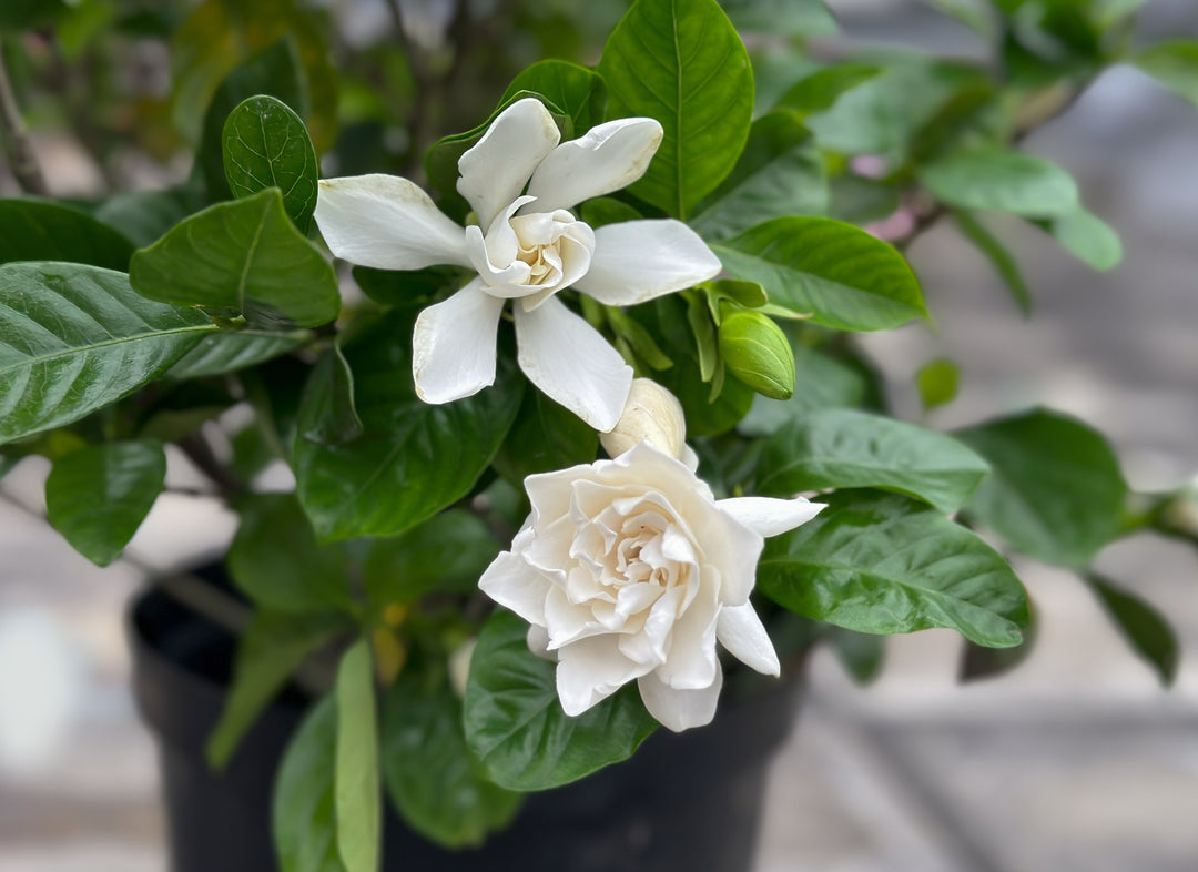 Gardenia Mystery