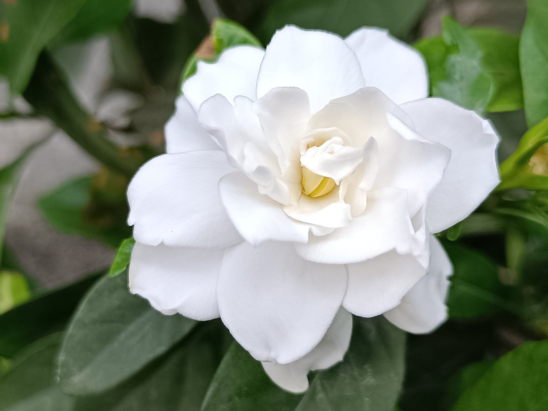 Gardenia Mystery