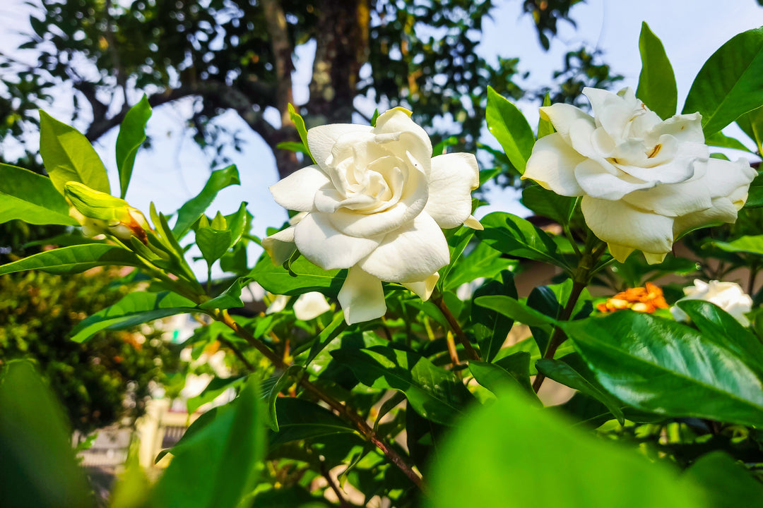 Gardenia Mystery