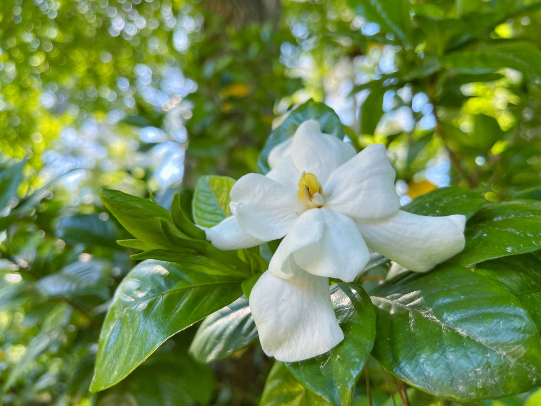 Gardenia Mystery
