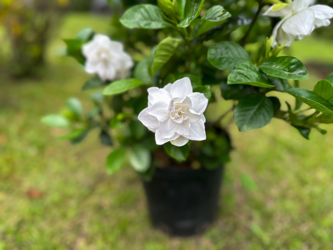 Gardenia Mystery