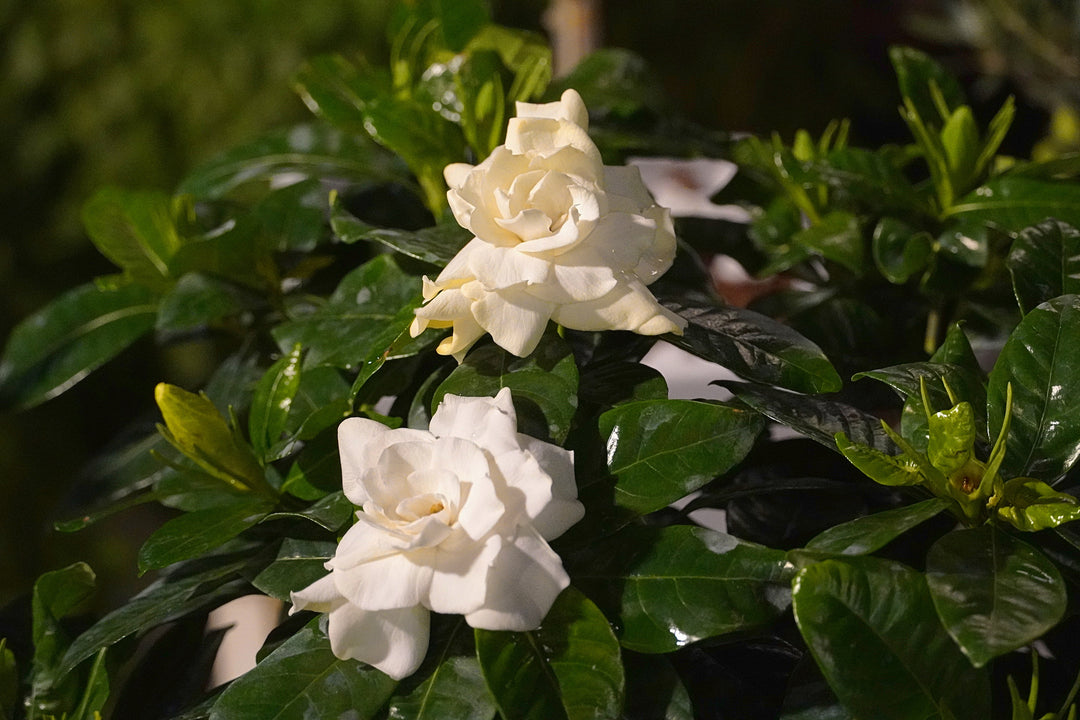 Gardenia Mystery