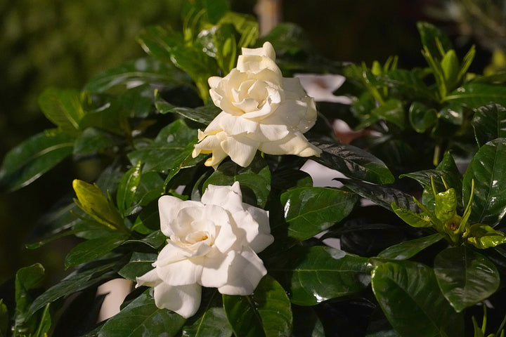 Gardenia Mystery