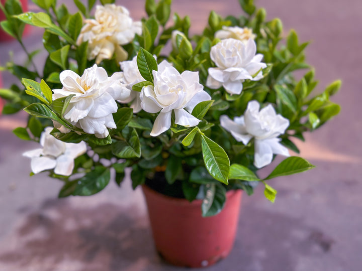 Gardenia Veitchii