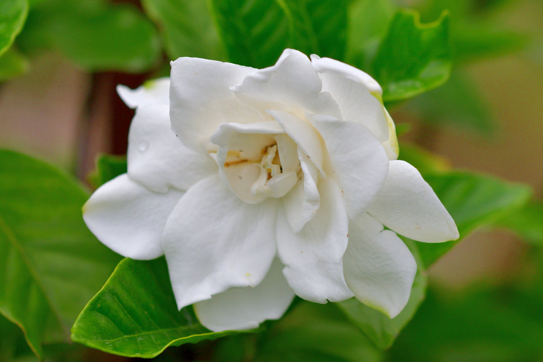 Gardenia Veitchii