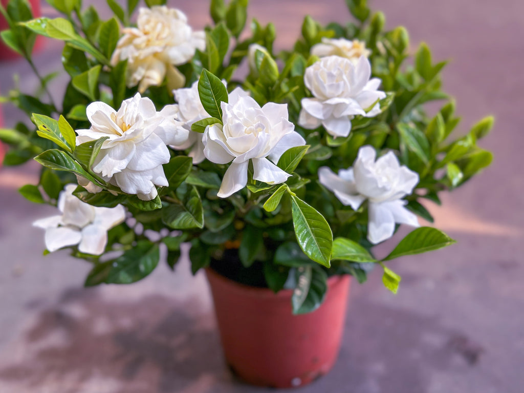 Gardenia 'Veitchii' - 5 and 15 Gallon - Plant Clearance