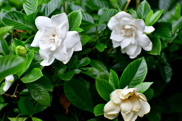 Gardenia Veitchii