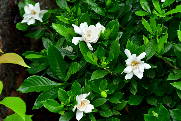 Gardenia Veitchii