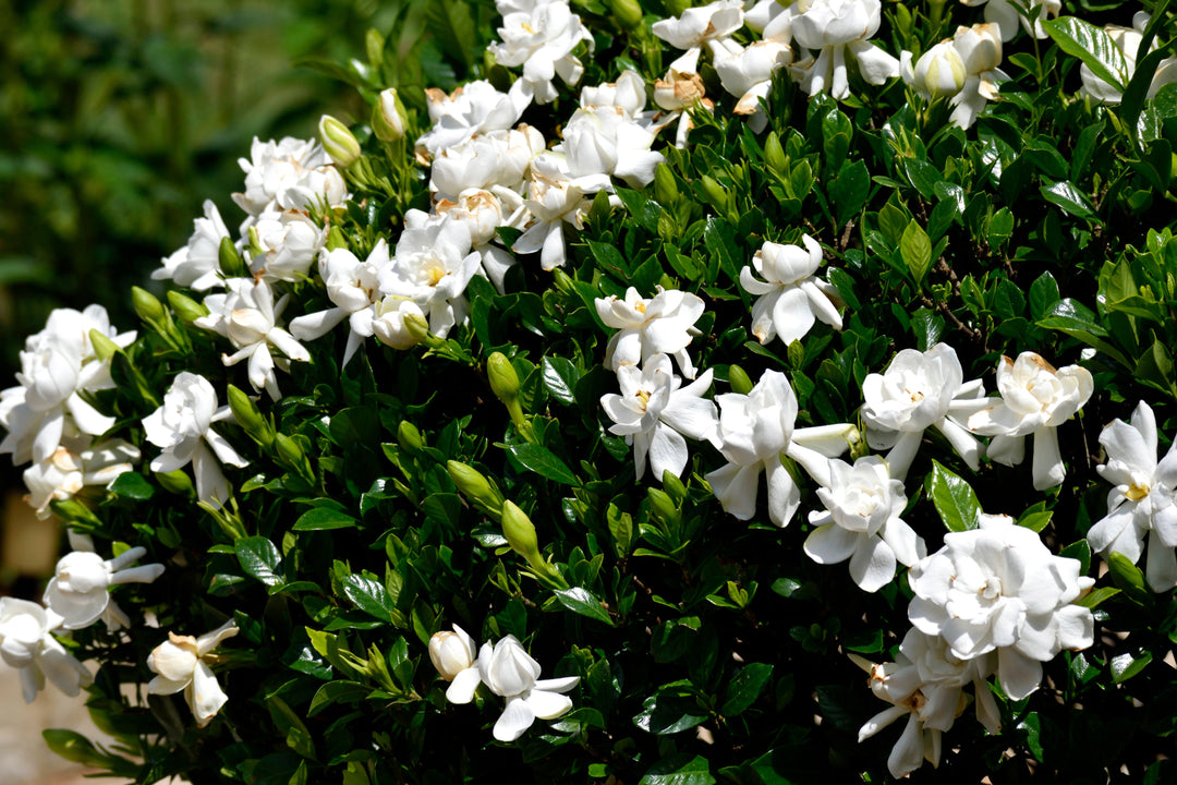 Gardenia Veitchii