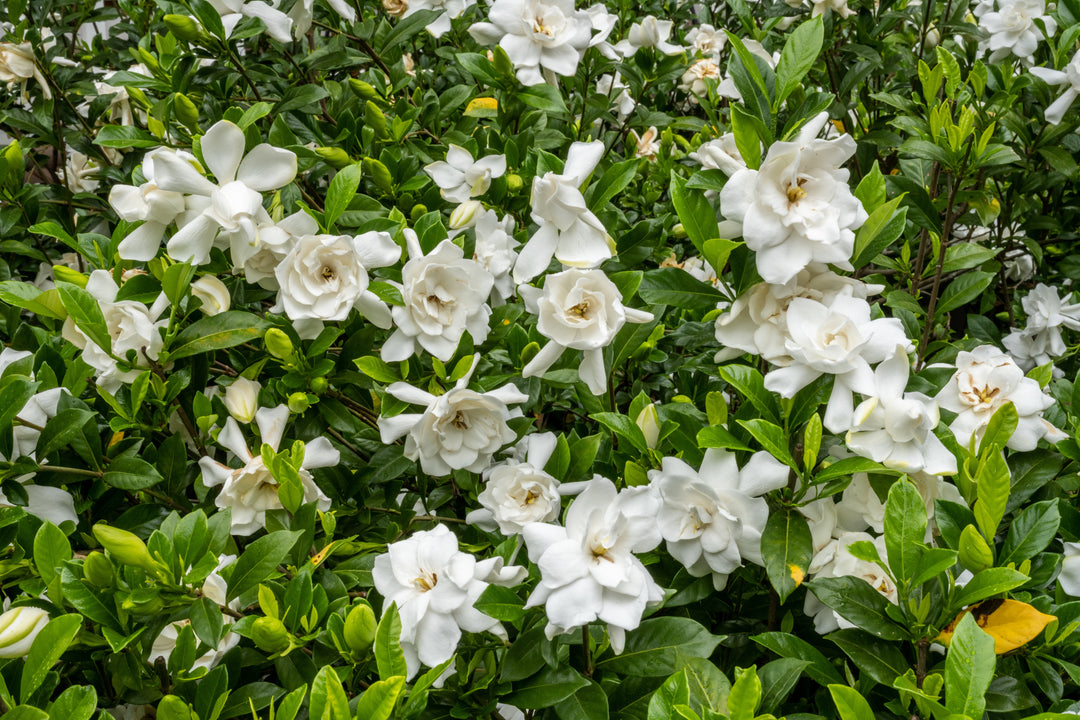 Gardenia Veitchii