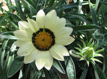 Gazania White - Flat