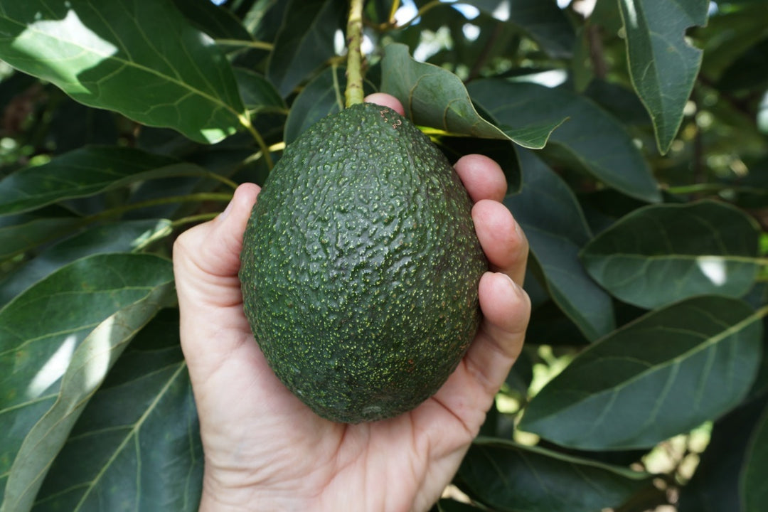 Gem Avocado Tree - 15 Gallon