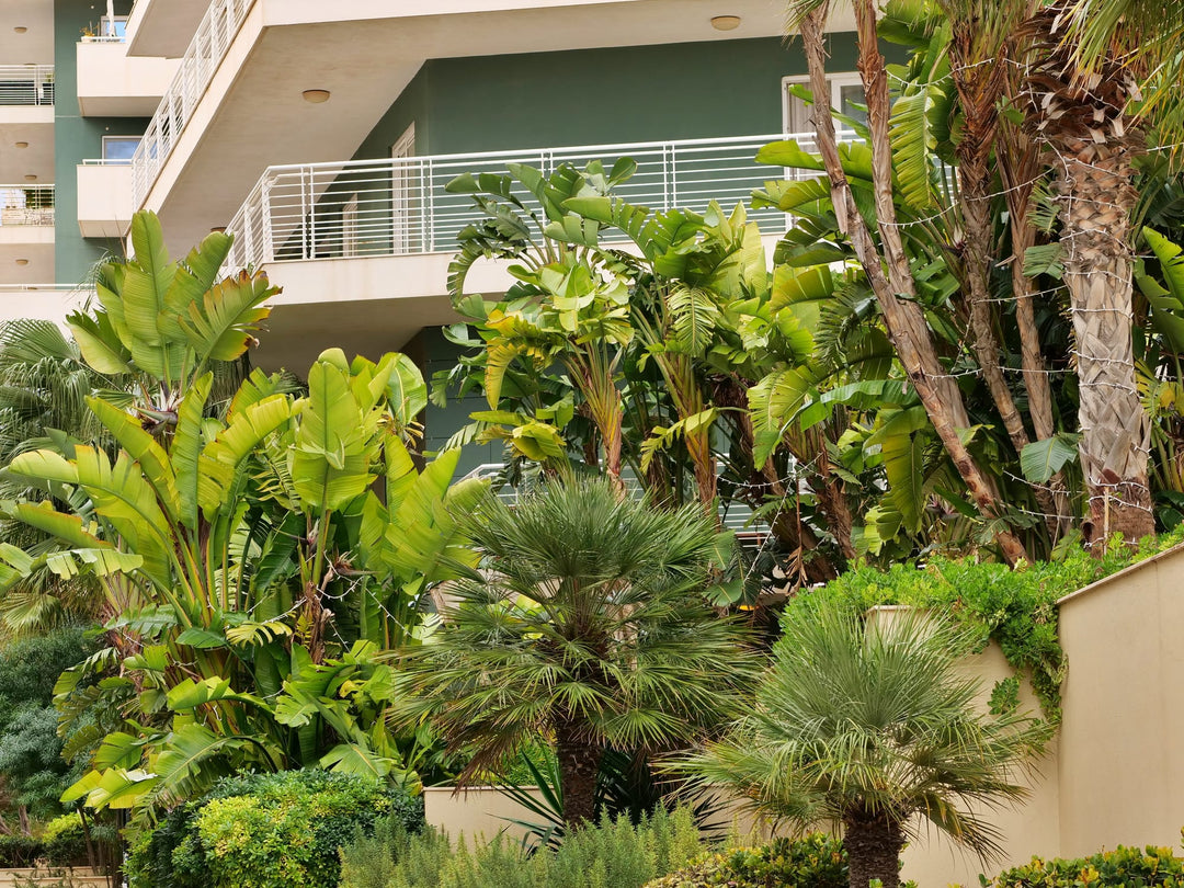 paradise plant house Strelitzia nicolai Giant Bird of Paradise