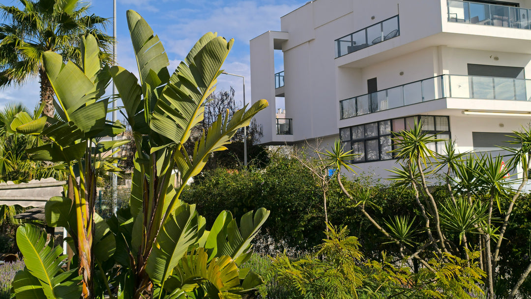 Giant Bird of Paradise
