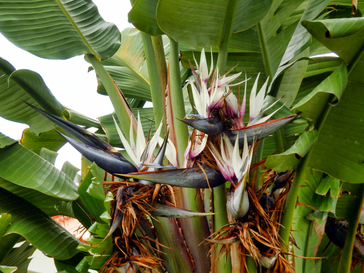 Giant Bird of Paradise
