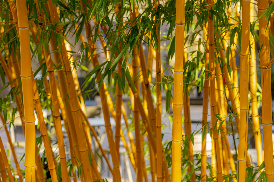indoor golden bamboo plant Golden Bamboo