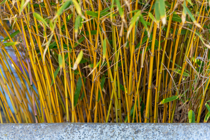 Golden Bamboo