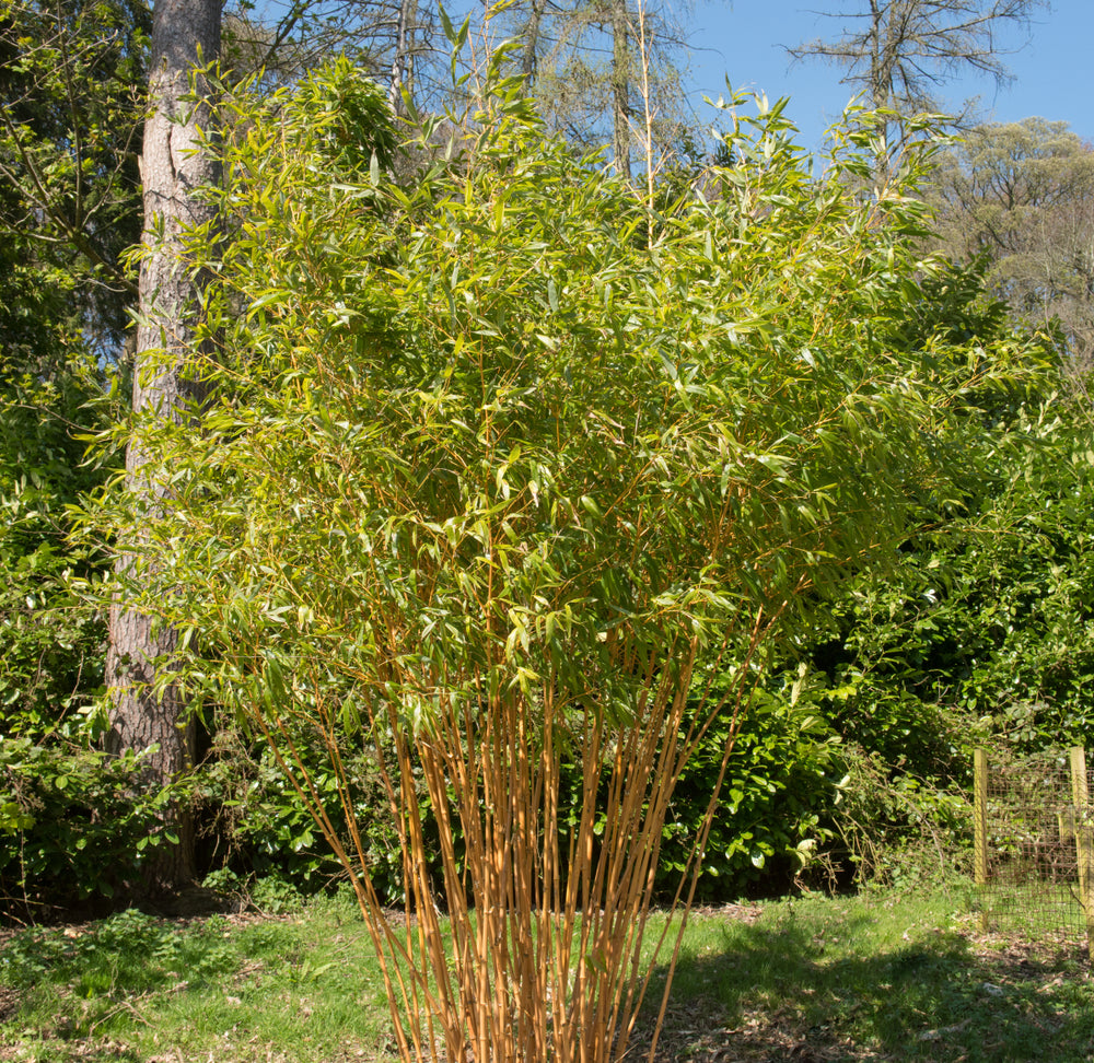 Golden Bamboo