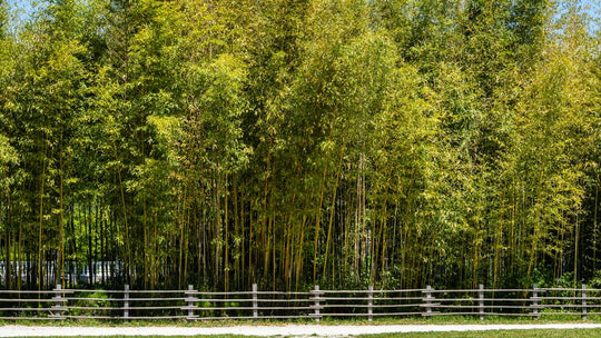 Golden Bamboo Plant