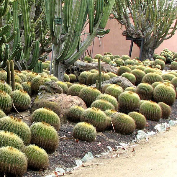 Echinocactus grusonii - 'Golden Barrel Cactus' - 5 Gallon