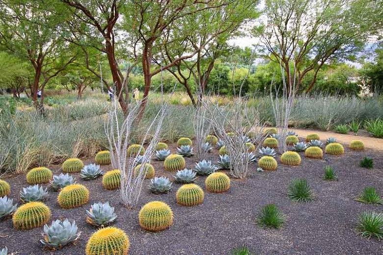 Echinocactus grusonii - 'Golden Barrel Cactus' - 5 Gallon