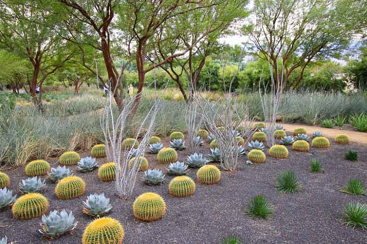 Echinocactus grusonii - 'Golden Barrel Cactus' - 5 Gallon