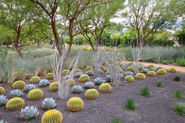 golden barrel succulent Golden Barrel Cactus - 15 Gallon