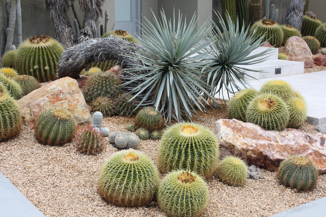 barrel succulent Golden Barrel Cactus - 15 Gallon