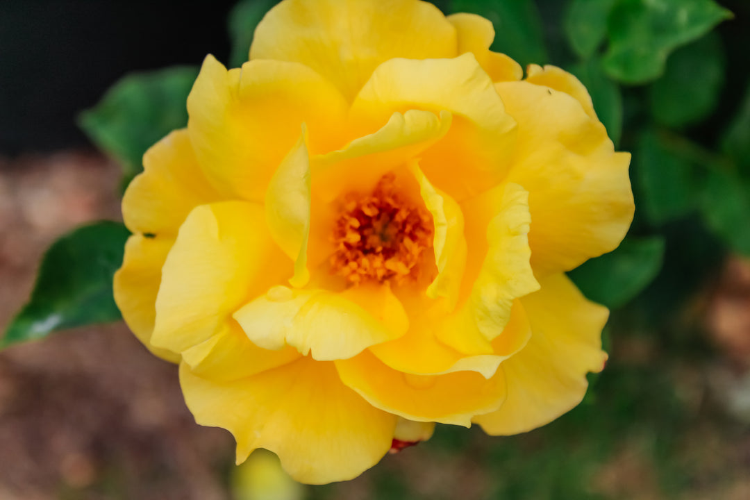 Golden Canary Rose Bush - 5 Gallon