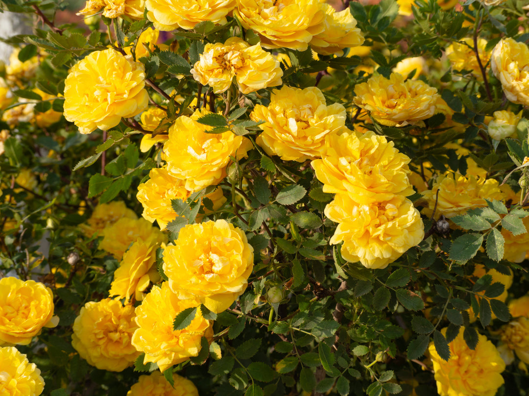 Golden Canary Rose Bush - 5 Gallon