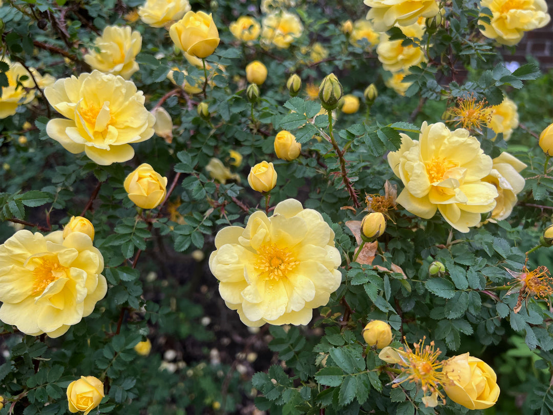 Golden Canary Rose Bush - 5 Gallon
