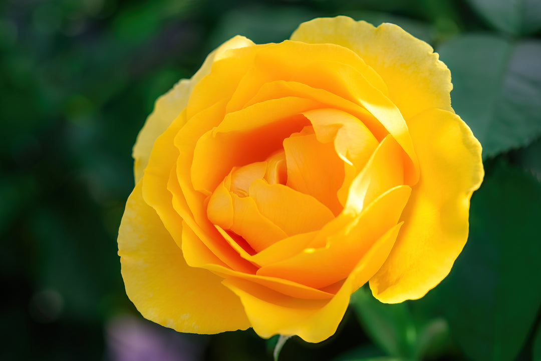 Golden Canary Rose Bush - 5 Gallon