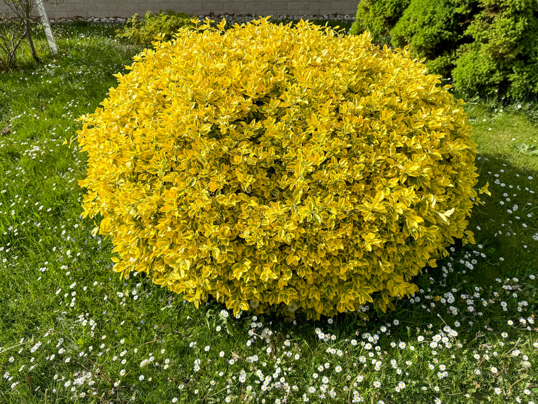 best fertilizer for euonymus plants Golden Euonymus - 5 and 15 Gallon