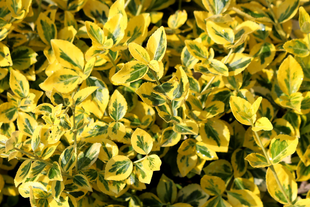 Golden Euonymus  - 5 Gallon