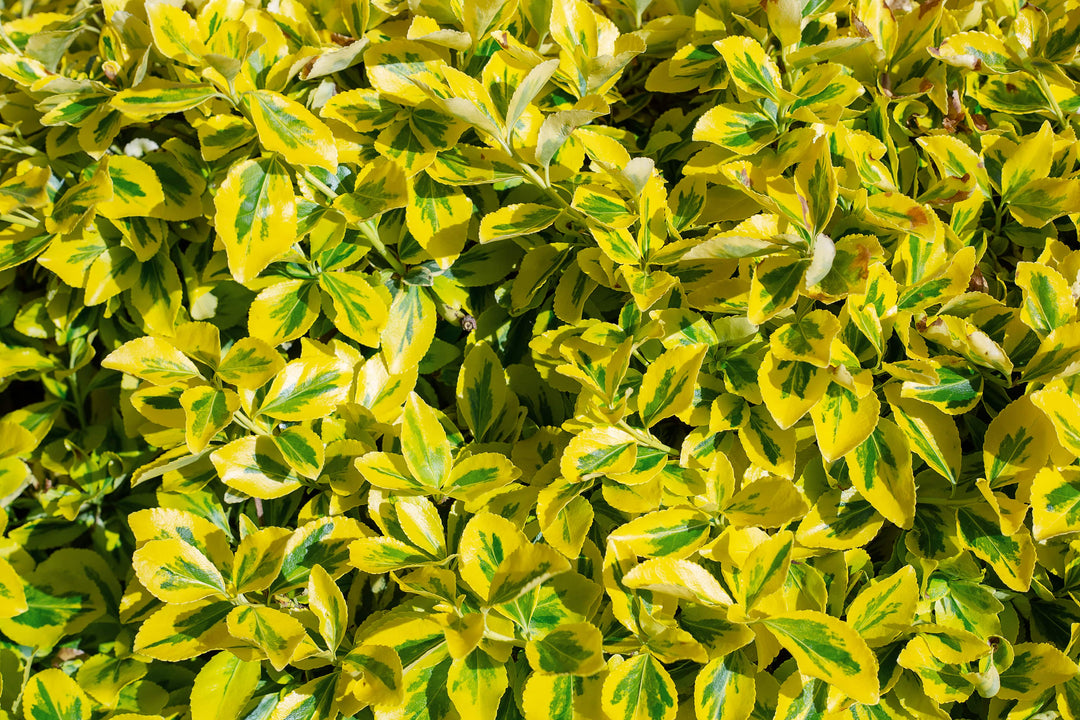 best fertilizer for euonymus plants Golden Euonymus - 5 and 15 Gallon