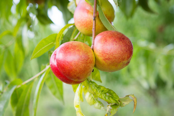 Goldmine Nectarine Tree - 15 Gallon
