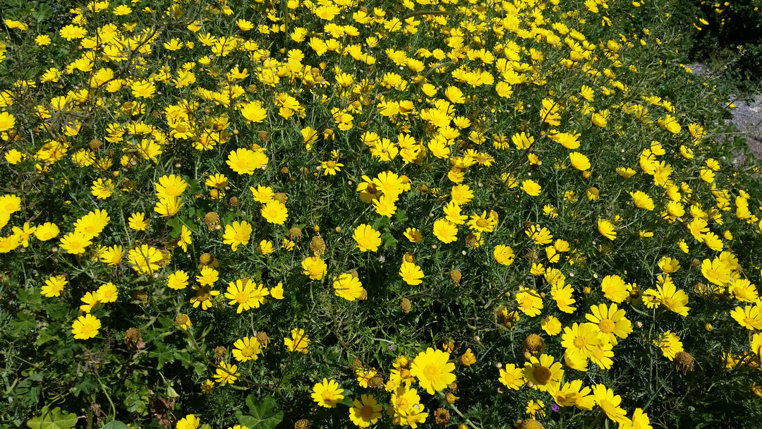 Green-Leafed Euryops Yellow Daisy