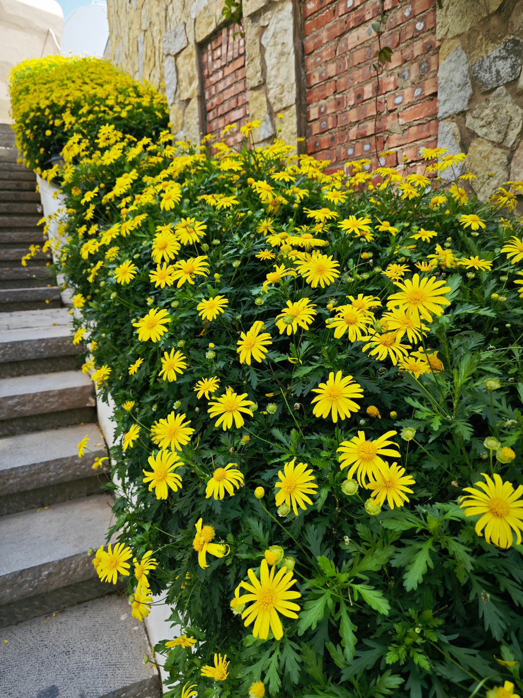 Green-Leafed Euryops Yellow Daisy
