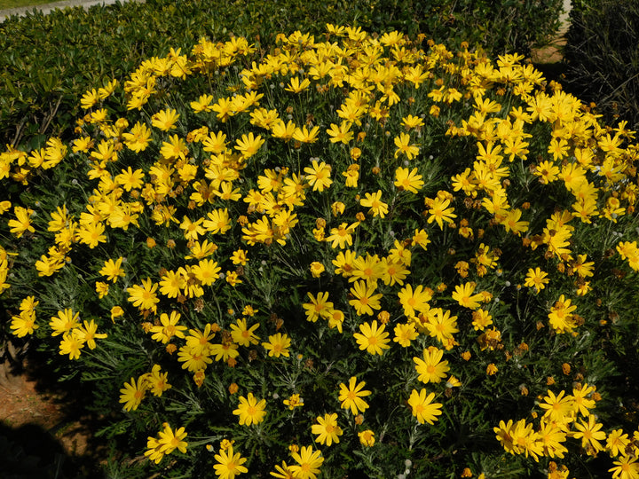 Green-Leafed Euryops Yellow Daisy