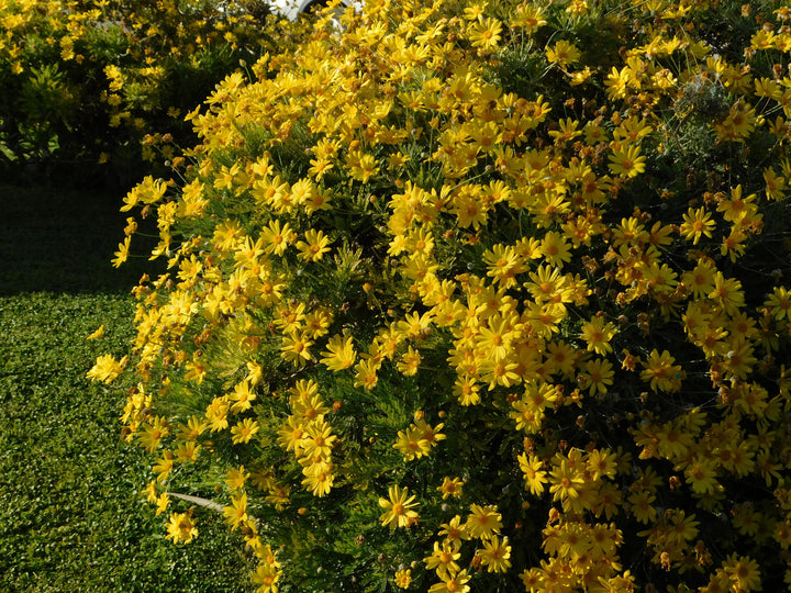 Green-Leafed Euryops Yellow Daisy