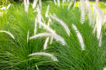 Green Fountain Grass Plant