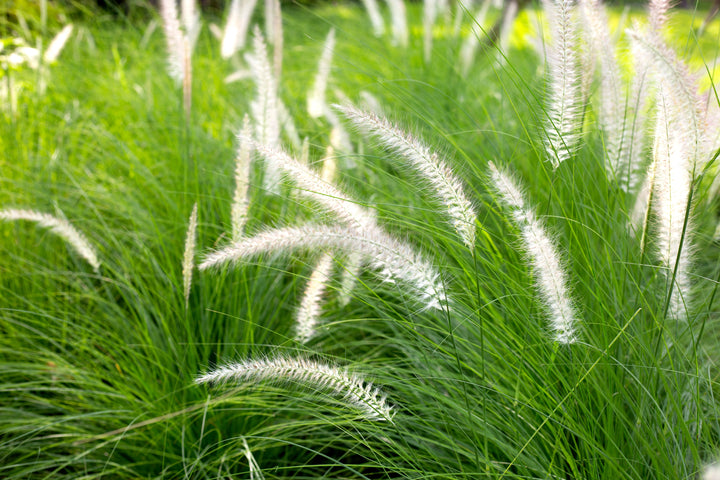 Green Fountain Grass