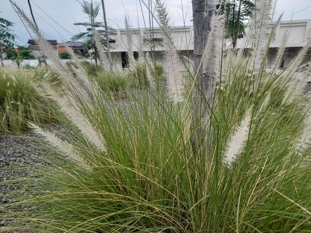 Green Fountain Grass