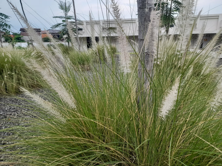 Green Fountain Grass