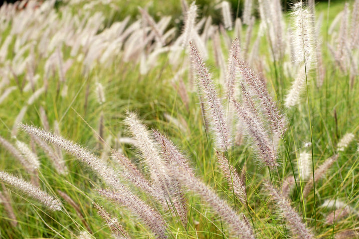 Green Fountain Grass
