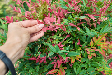 Heavenly Bamboo Nandina Domestica Plant